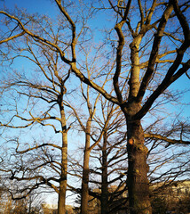 Trees and Blue Sky view