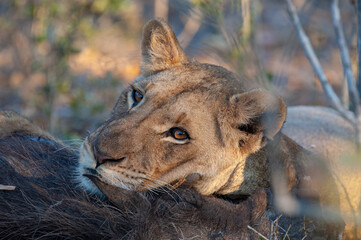 A young Female lion seen on a safari in South Africa