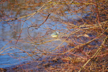blue tit on a branch of a leafless tree in winter and during floods