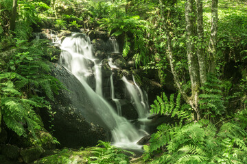 waterfall in a green forest in spring