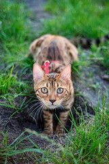Bengal cat digs a hole in the lawn. Walking with a cat on a harness