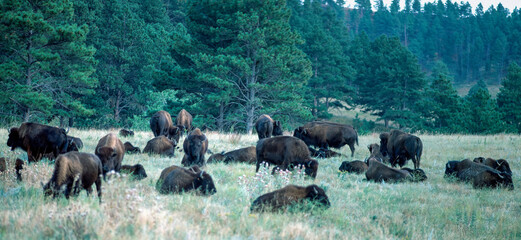 Group of bison in Yellowstone
