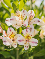 brunch of flowers  blossom in spring in the green garden
