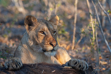 A young Female lion seen on a safari in South Africa