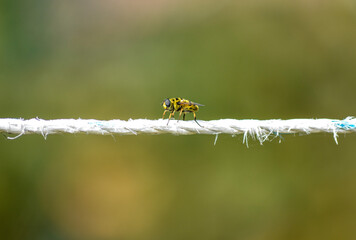 honey bee balanced in a withe rope with a green background