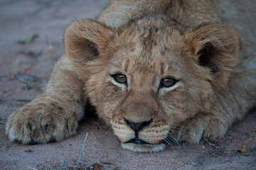 A Cute Lion cub seen on a safari in South Africa