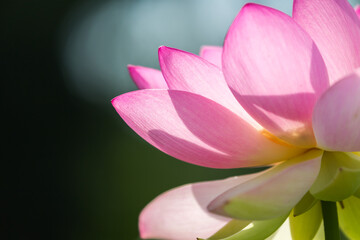 Extreme close up of Bright Pink lotus blossom in spring.surrounded by dark green background