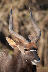 A Nyala antelope seen on a safari in South Africa