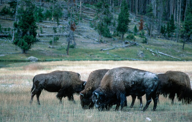 Group of bison in Yellowstone