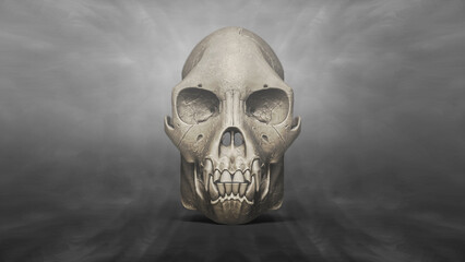 3D Recreation of Skull of Female Proconsul Africanus © Raquel