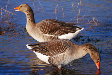 anser anser two gray geese in high water searching for food and one with an open beak