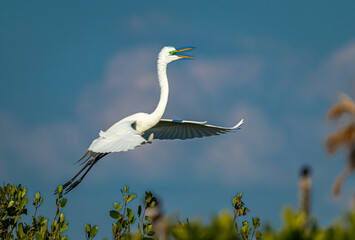 Great egret announces its landing in rookery in spring