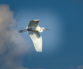Great egret flies above with blue sky background