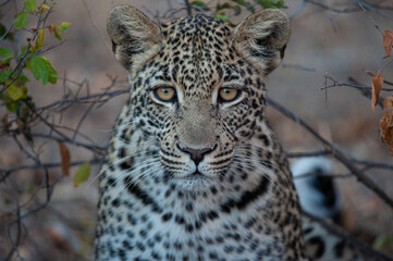A Wild Leopard seen on a safari in South Africa