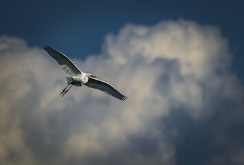Great egret flies overhead in front of dramatic clouds