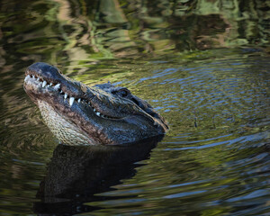 Bull gator at breeding season, St. Augustine Alligator Farm, Florida, USA.