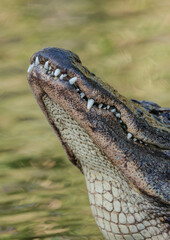 Gator showing sharp teeth and jawline at breeding season with the bull gators, Florida, USA.