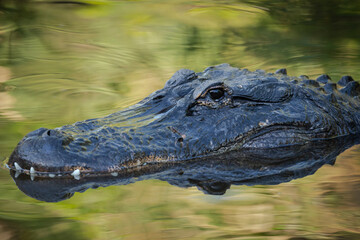 Alligator at St. Augustine Alligator Farm, Florida, USA.