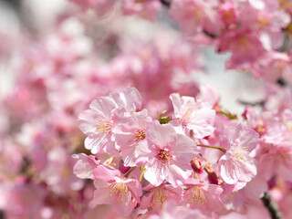 青空とサクラの花