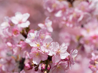 青空とサクラの花