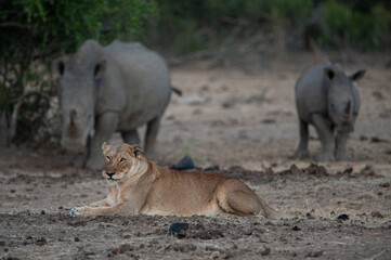 Female lion seen with White Rhino in the background, on a safari in South Africa