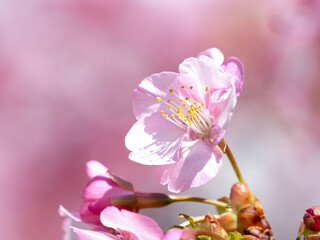 青空とサクラの花