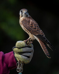 Female American Kestrel on hand, Florida, USA.