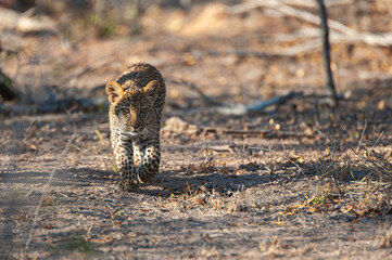 A Leopard cub seen on a safari in South Africa