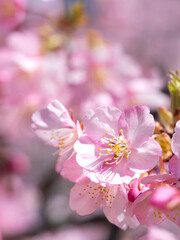 青空とサクラの花