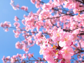 青空とサクラの花