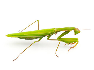 Praying mantis isolated on white background, Mantis religiosa