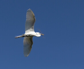 Great egret bringing in nesting material to rookery, Florida, USA.