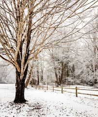 Large tree frams the shot on the left of a snowy scene with a fence