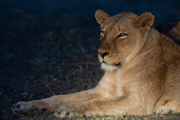 Obraz na płótnie Canvas Female Lion seen on a safari in South Africa at night.