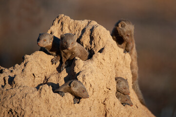 Dwarf Mongoose seen on a Termite mound on a safari in South Africa