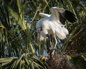 Wood storks in courtship, Florida rookery.