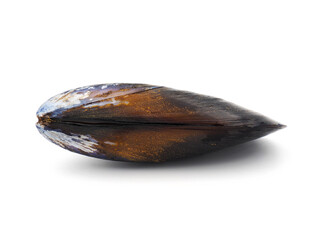 Single fresh mussel isolated on white background © Danut Vieru