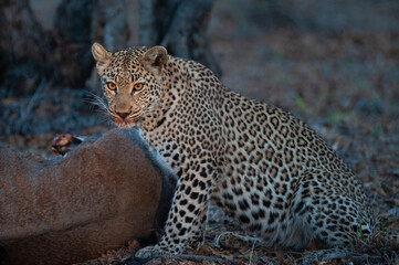 A female Leopard seen scavenging from a Wildebeest carcass on a safari in South Africa