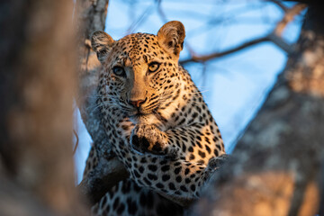 A Wild Leopard seen on a safari in South Africa