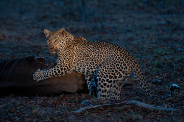 A female Leopard seen scavenging from a Wildebeest carcass on a safari in South Africa