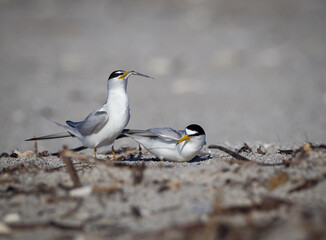 Pair of least terns performing mating behavior of the giving of food..