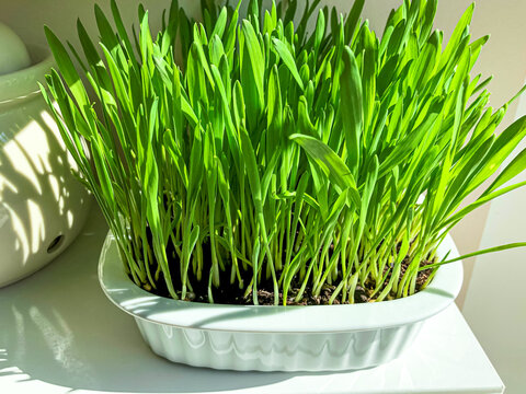 Wei&szlig;e Schale mit frischem gr&uuml;nen Gerstengras