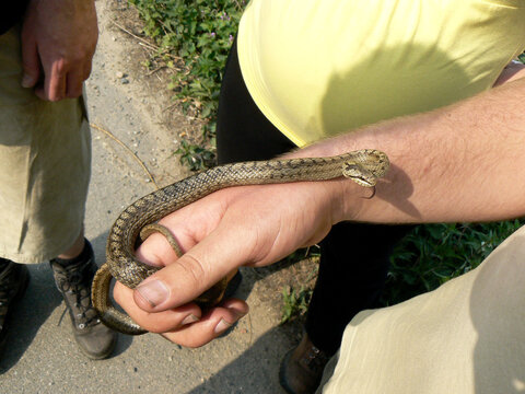 The smooth snake Coronella austriaca is a species of non-venomous snake in the family Colubridae. The species is found in northern and central Europe