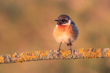 Macho de tarabilla común al amanecer en el campo de Lorca - Murcia (España)