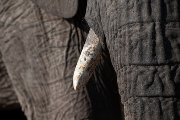 Fototapeta na wymiar Close up of an Elephant seen on a safari in South Africa