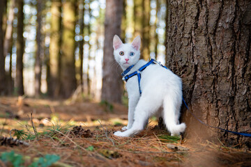 White cat  in the forest