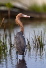 Profile of redish egret facing in right profile