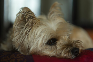 Close up on a cairn terrier relaxing