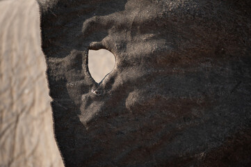 Close up of an Elephant seen on a safari in South Africa