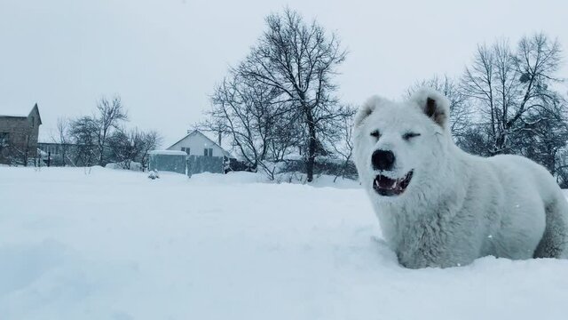 White dog runs on snow. Winter mood